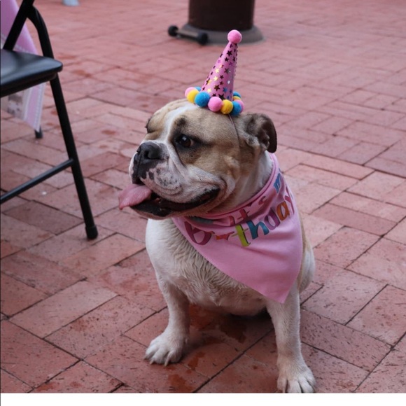 NWOT Pooch First Birthday - Picture 3 of 10